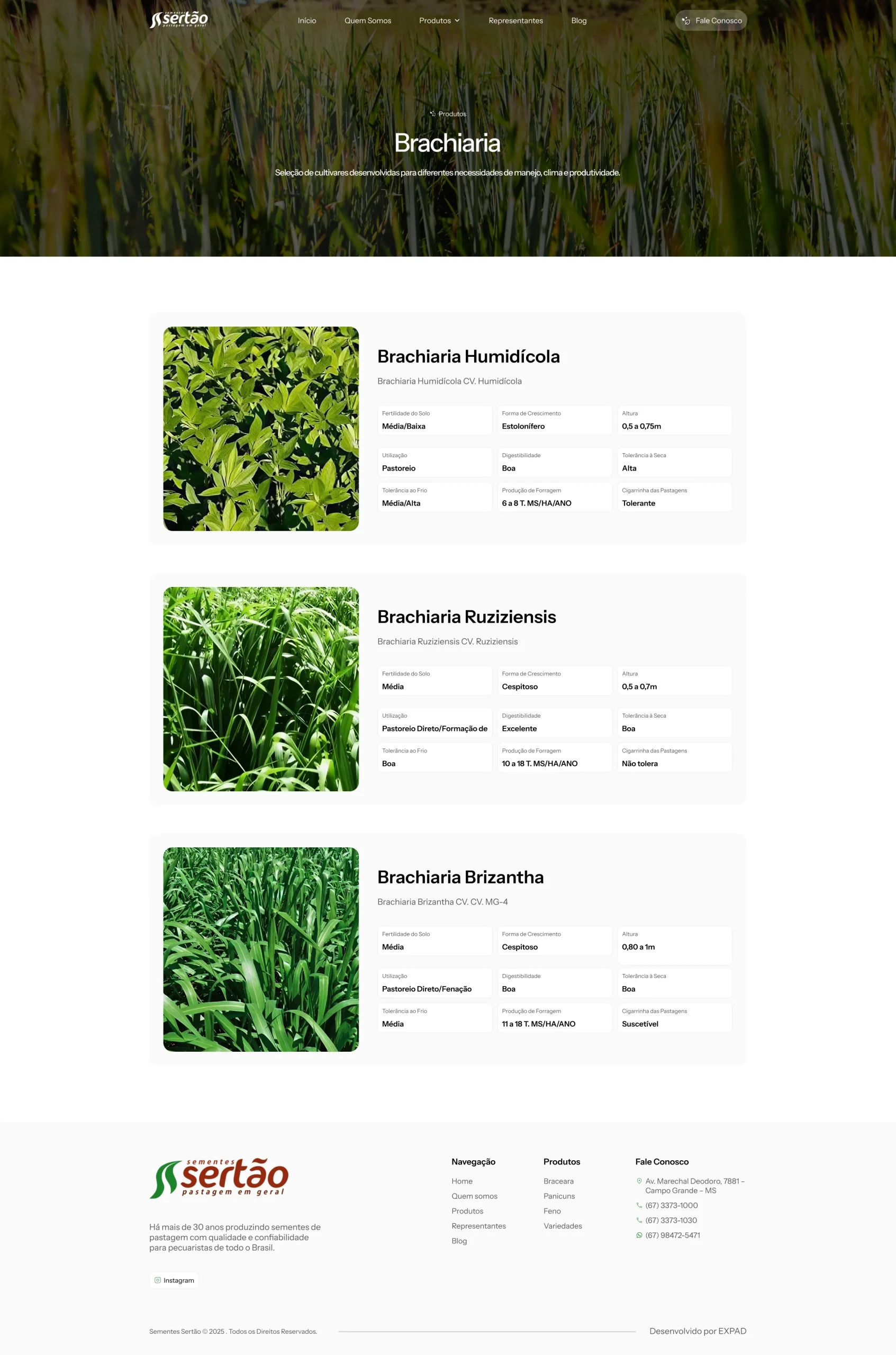 Brachiaria_1_5x